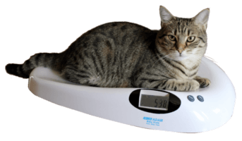 weighinganimals1